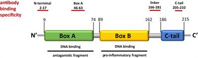 Cleavage of HMGB1 by Proteolytic Enzymes Associated with Inflammatory Conditions